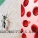 Dengue Alert
