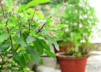 [Tulsi]