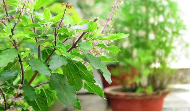 [Tulsi]