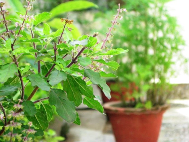 [Tulsi]