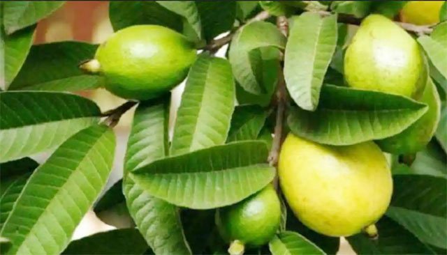 अमरूद के पत्ते के हैं कई फायदे, कई बीमारियों को ठीक करने में कारगर