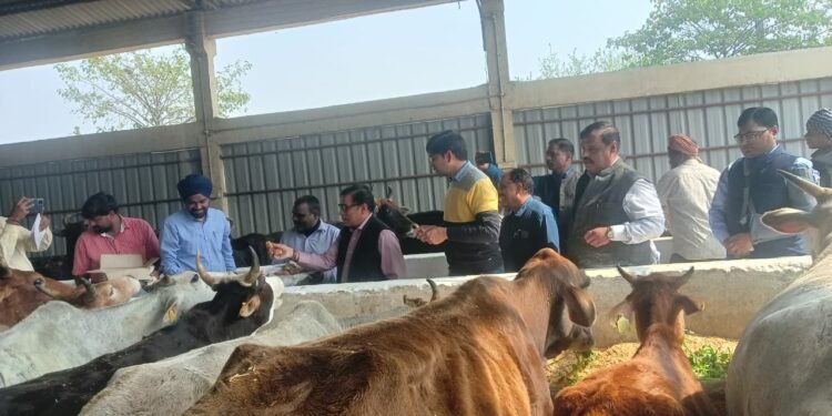 प्रमुख सचिव नगर विकास,विशेष सचिव व नगर आयुक्त ने कान्हा उपवन गौशाला का किया निरीक्षण