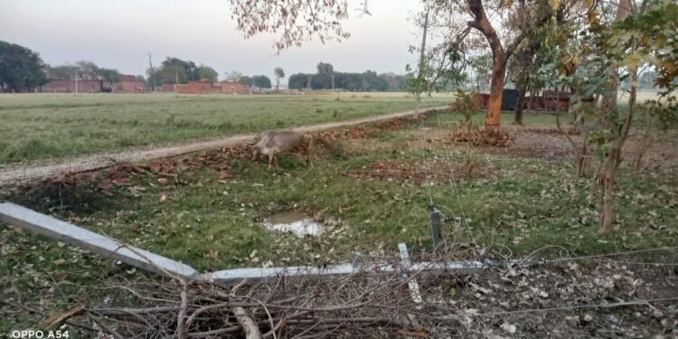 मूसलाधार बारिश से बिजली के खंभे धराशायी, घंटों बिजली रही गुल