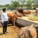 मोहनलालगंज में उप जिलाधिकारी ने गौशाला का किया औचक निरीक्षण