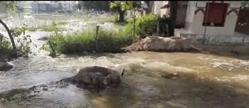 अमौसी रजबहा नहर कटी, मोहल्ले में घुसा पानी