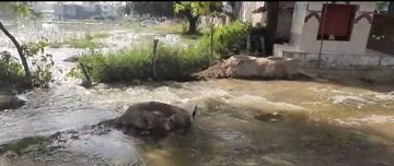अमौसी रजबहा नहर कटी, मोहल्ले में घुसा पानी
