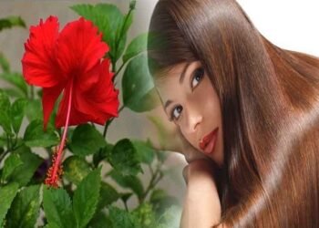 गुड़हल के फूल हैं बालों की 3 समस्याओं का रामबाण इलाज, जानें इस्तेमाल का तरीका