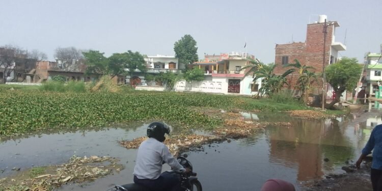 नगर निगम की लापरवाही से सरोजनीनगर द्वितीय वार्ड के तपोवन नगर स्थित बंधुआ तालाब जलकुंभी से पटा पड़ा 