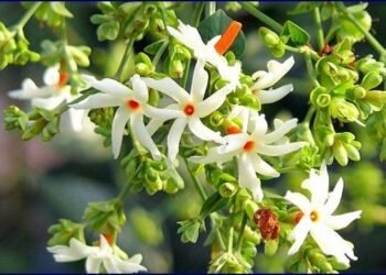 पारिजात या हरसिंगार के पौधे की धार्मिक व औषधीय महत्ता