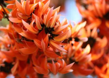 Palash Sharbat Benefits: सेहत से जुड़े 4 फायदे देता है पलाश का शर्बत, जाने कैसे करे तैयार