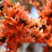 Palash Sharbat Benefits: सेहत से जुड़े 4 फायदे देता है पलाश का शर्बत, जाने कैसे करे तैयार