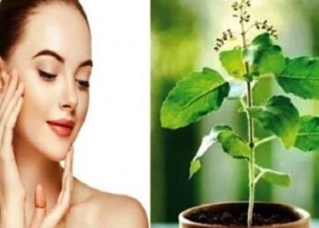 Skin Care Tips: तुलसी में एंटी-बैक्टीरियल गुण होते हैं जो चेहरे को बेदाग बनाते है,जाने इसका इस्तेमाल