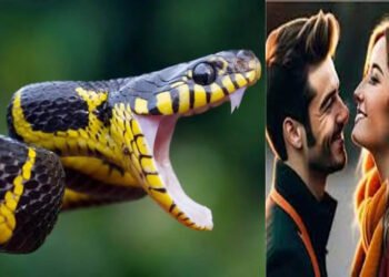 Snakebite