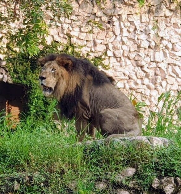 zoo