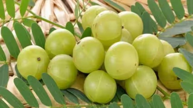 101229-amla 123