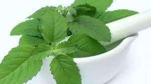 तुलसी एक आयुर्वेदिक औषधि है, आप भी जाने इसके 4 फायदे