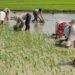 लखनऊ : किसानों की फसलों की सिंचाई को लेकर ऊर्जा विभाग पूरी तरह से सतर्क