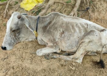 गौशाला