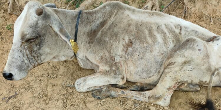 गौशाला