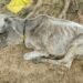गौशाला