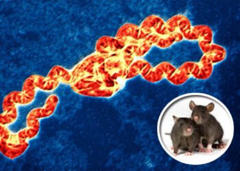 Leptospirosis