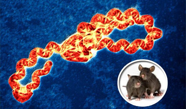 Leptospirosis