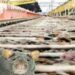 lucknow: रेलवे में चूहा पकड़ अभियान जारी, हर साल लखनऊ मंडल ने चूहों को पकड़ने पर 23.2 लाख रुपए किए खर्च