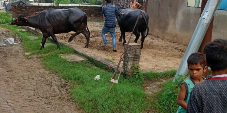 अवैध
