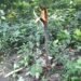 Santalum Album