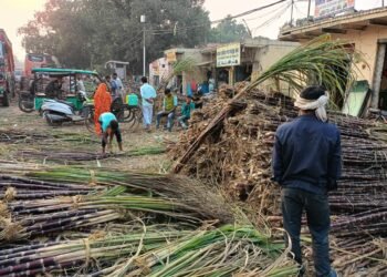 Sugarcane