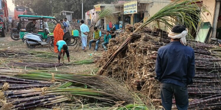 Sugarcane