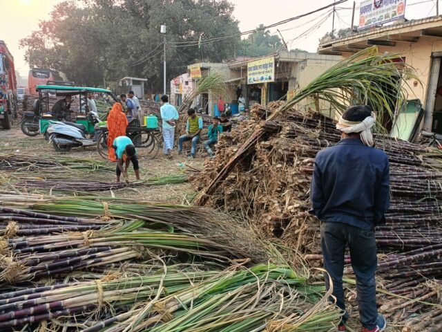 Sugarcane