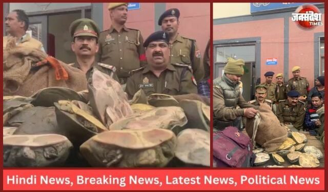Turtles Worth Crores