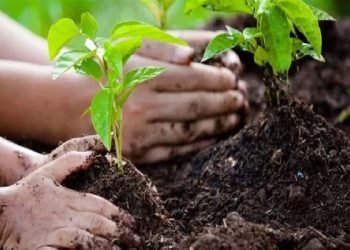 Plantation