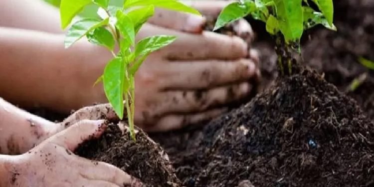 Plantation