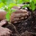 Plantation