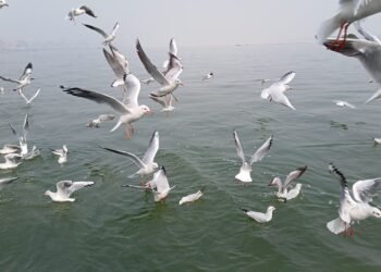 Siberian bird