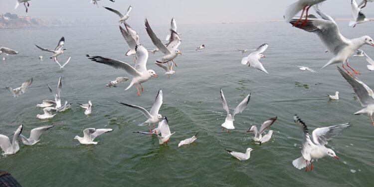 Siberian bird