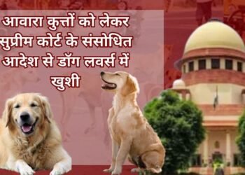 dog news