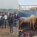 Mirzapur