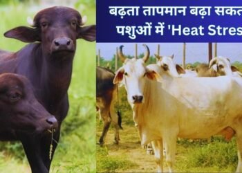 Heat stress