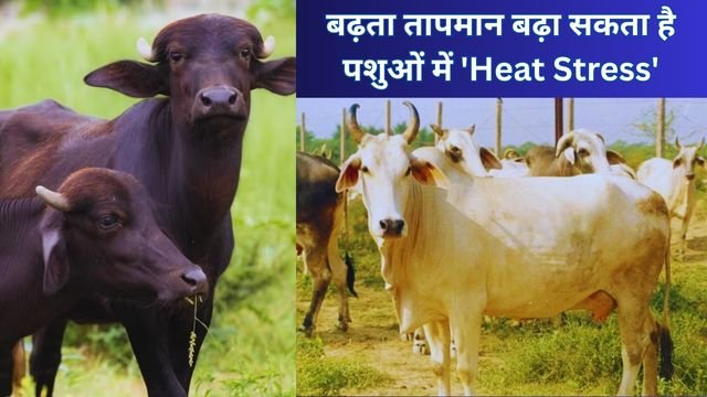 Heat stress