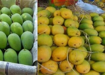 Banarasi Langda Aam